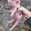 Mini Juliana Pigs born 5/12024