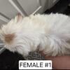 Shih-Tzu/ Maltese mix puppies 