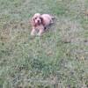 Cocker spaniel puppies 