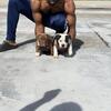 Smokes male pups
