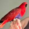 The sweetest female Eclectus