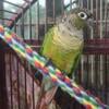 Green cheek conure male