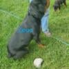 AKC German Rottweilers