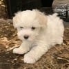 Champion Sired Female Havanese Puppy