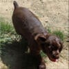 BEAUTIFUL FEMALE AKC CHOCOLATE COCKER SPANIEL PUPPY