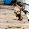 3 month old chocolate tri male forsale