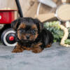 Adorable Tiny AKC Yorkie Puppies