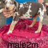 Catahoula Leopard pups NALC registered