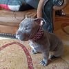 4 months old female American bully full breed