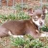 **PRICE LOWERED**1 left Male Chihuahua Pup--LOOK