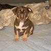Chocolate Boy Bully