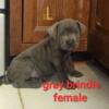 12 weeks old cane corso puppies