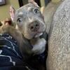American Bully