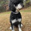 Proven 💯Male Stud/Goldendoodle