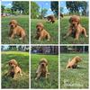 AKC Golden Retriever Puppies