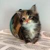 Main Coon Kittens Available Now (Izzy)
