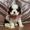 Gorgeous AKC girl