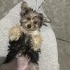 Yorkipoo