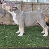 american bully pups (pocket)