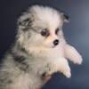 SOLD Rare Full health clear AKC DNA Tested Purebred Blue Silver Merle Male Parti Pom Pomeranian Exotic