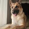 AKC STUD AVAILABLE(READ Description)
