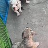 Merle Bully Puppies