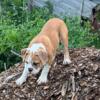 Olde English Bulldogge pup must go