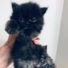 One Female Dollface black persian kitten CFA registered 