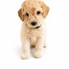 Miniature Petite Goldendoodles