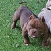 American Bully good blood line from tbc miagi 2x