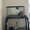 Juvenile leopard gecko w/ tank, tank stand and supplies for sale