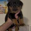Rottweiler Puppies