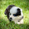 Australian Shepherd ASDR miniature