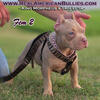 LILAC FEMALE BULLY