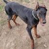 AKC Doberman Pinscher male at stud