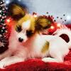 Ch Sired Papillons