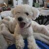 Free Bichon Frise