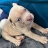 Bully/pit puppies ready to go