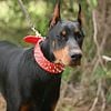 AKC Black/Rust Doberman For Stud