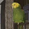 Double Yellow Head Amazon
