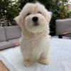 Maltese puppies available