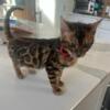 TICA Bengal kittens and cats for sale