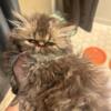 Looking to trade Persian CFA breeding pair chocolate for Maine Coon cats or kittens or French Bulldogs