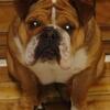 Female English Bulldog 2 year old AKC