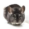 10 Year Old Standard Grey Female Chinchilla  