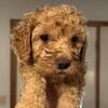 Mini Male Goldendoodle