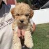 Mini goldendoodle puppies