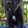 Clean Cut Cane Corso Puppies!