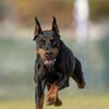 REDUCED!!! 2 Doberman Litters Born 5/19/2026 and 5/25/26