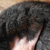 Pure bred Silver Fox Rabbits